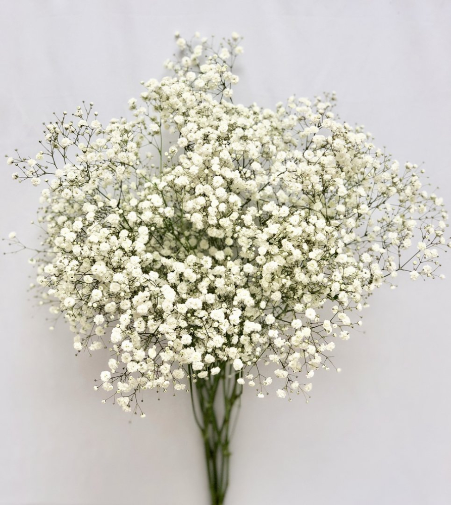 Мелкий Белый Цветок Для Букетов
