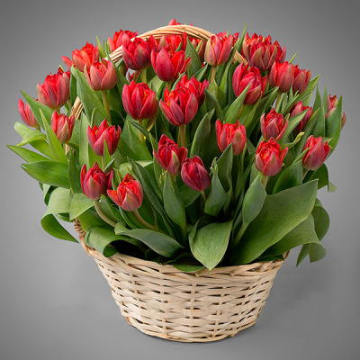 Корзина с пионовидными тюльпанами (красные) 51 шт. 46094