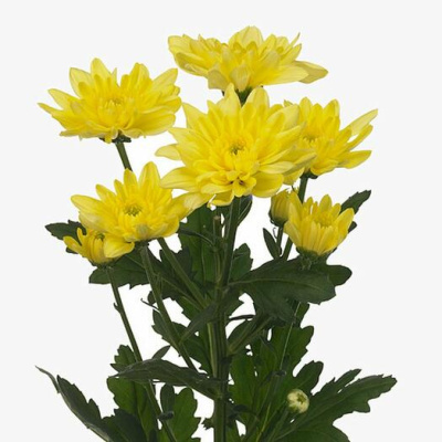 Хризантема кустовая МИКС ПОШТУЧНО N 19