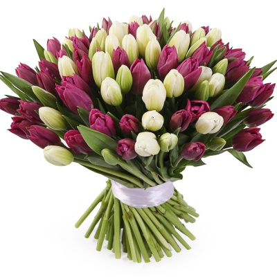 Букет из 101 тюльпана (фиолетовый/белый) 7335 Букет из 101 тюльпана (фиолетовый/белый) 7335