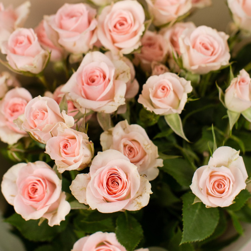 Букет из нежных кустовых роз арт. 50403-СвР