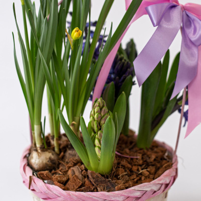 Корзинка с луковичными первоцветами M (гиацинты и нарциссы) 46201